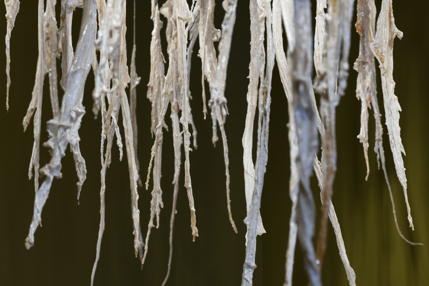 _E6A3077_Erikson_Manna_KH_Linnagalerii__2026_photo_Paul_Kuimet